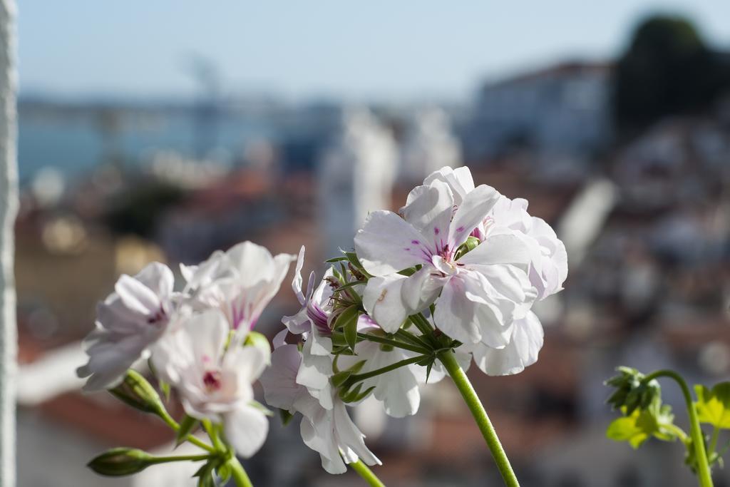 Alfama - St Estevao Viewpoint | Lisbon Cheese & Wine Apartments Cameră foto